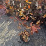 Muchovník jelšolistý (Amelanchier alnifolia) ´SMOKY´ - výška 30-50 cm, kont. C2L